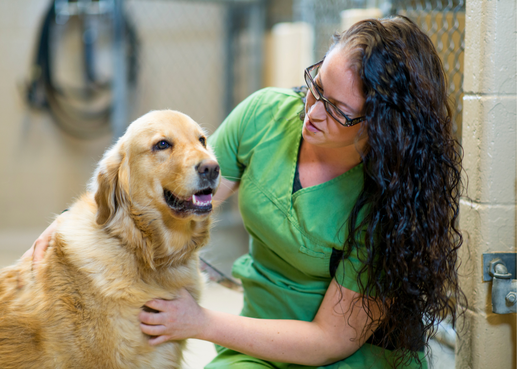 Volunteering with Animals: 10 ways to spend your service hours with  four-legged friends - Helper Helper